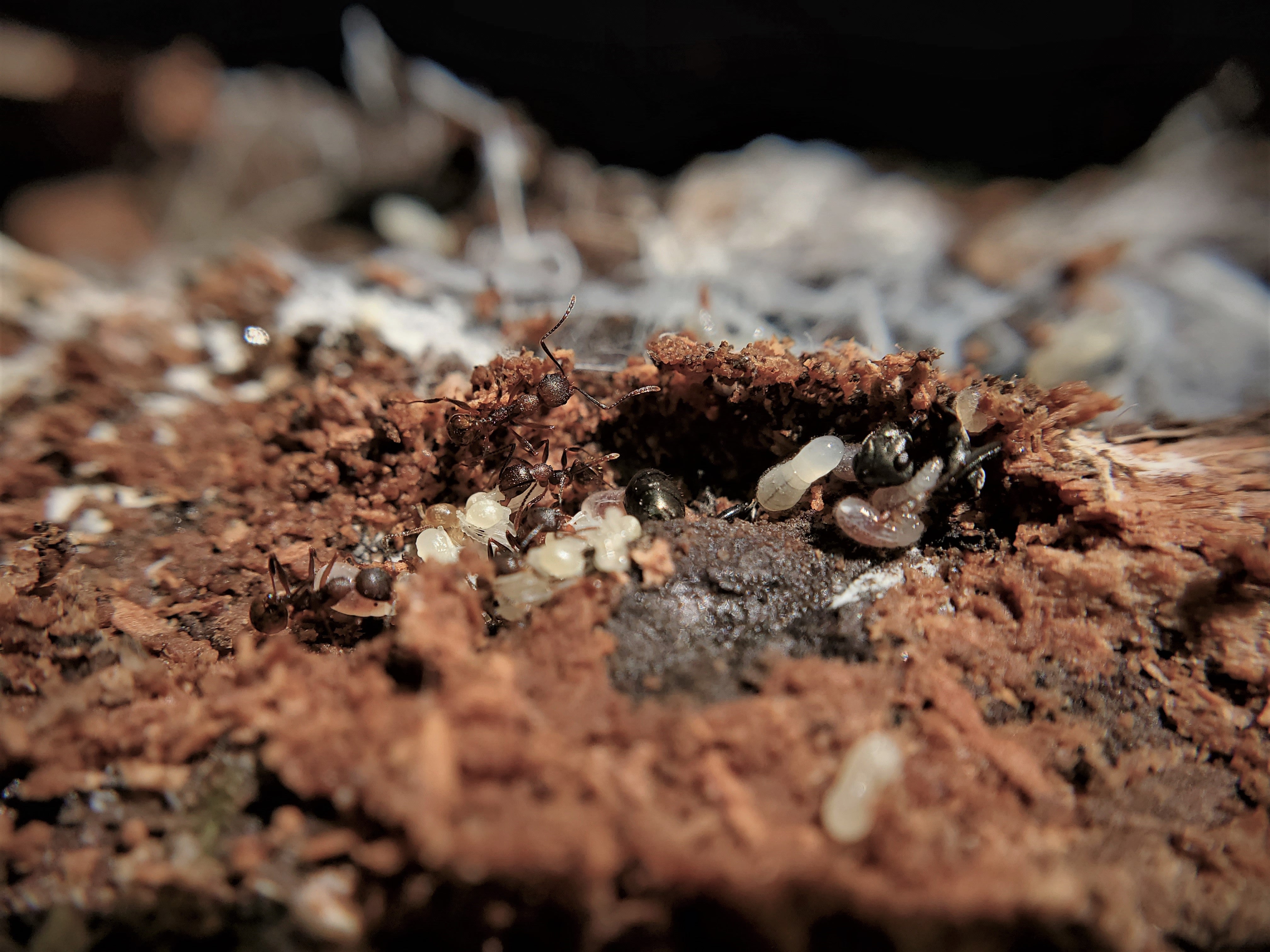 Ant adults, larvae, and eggs found under bark on a fallen log.
